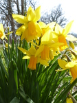 FZ003609 Daffodils by side of canal.jpg